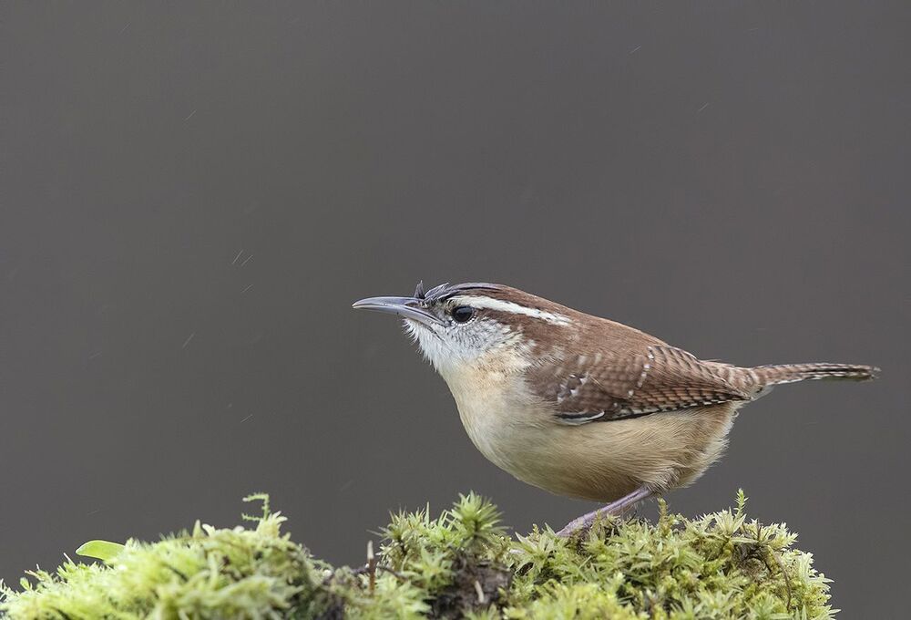 Крапивник Каролинский - Carolina Wren