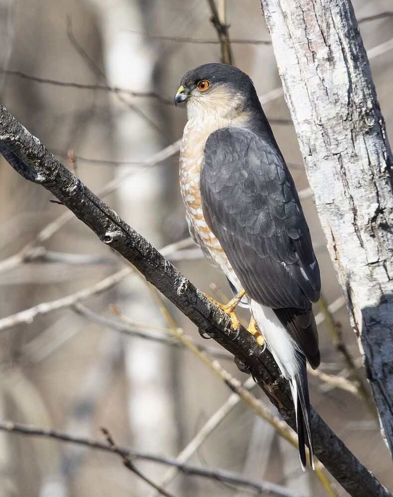 Ястреб купера - Cooper's hawk