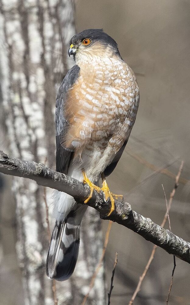 Ястреб купера - Cooper's hawk
