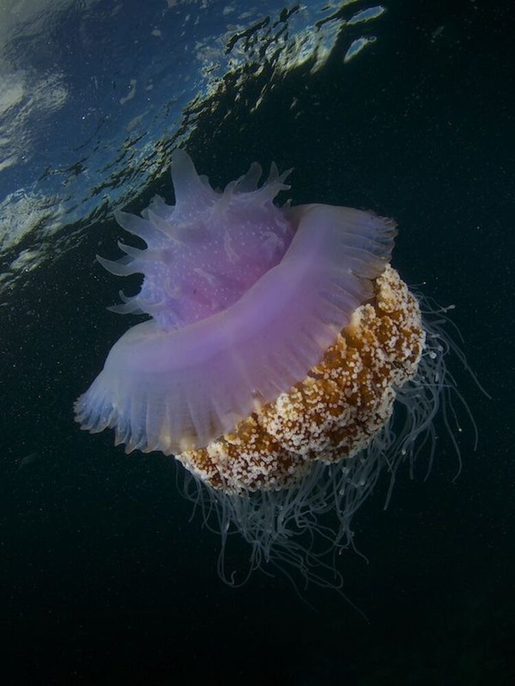 Себу