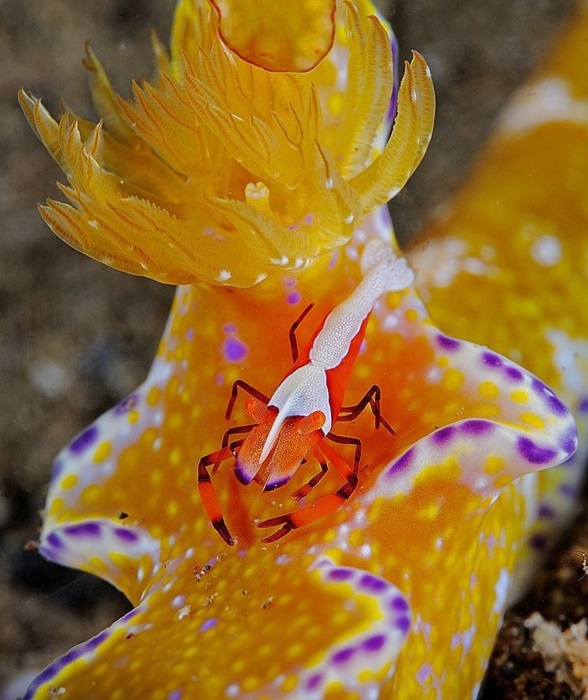 Imperator shrimp