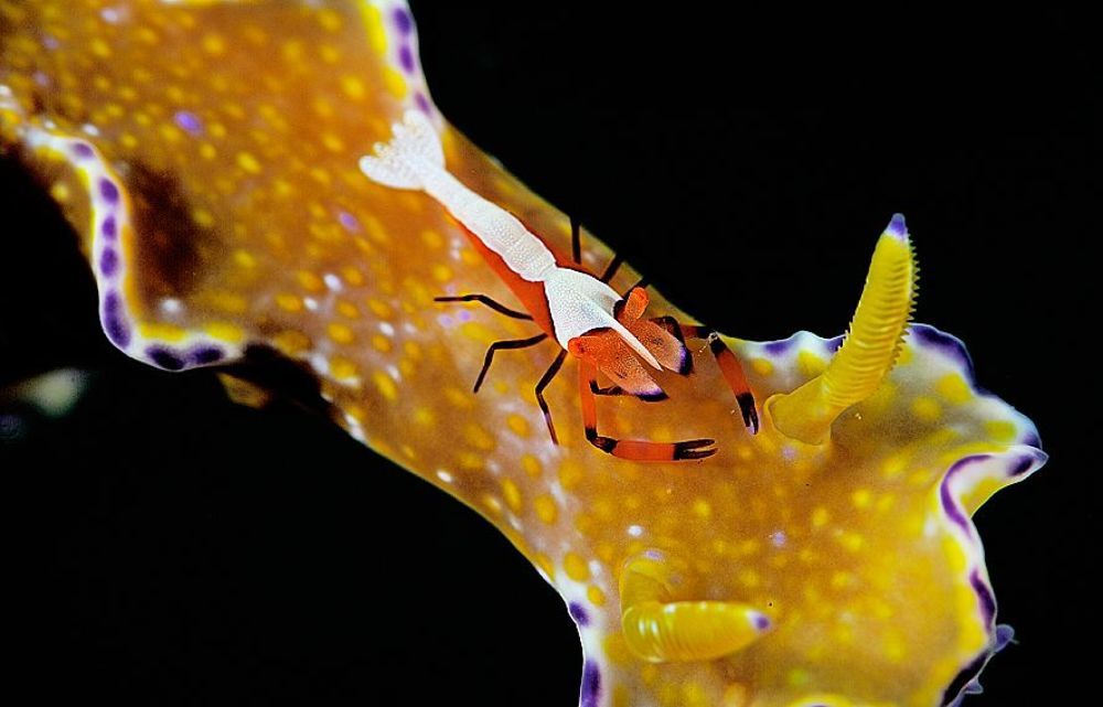Imperator shrimp