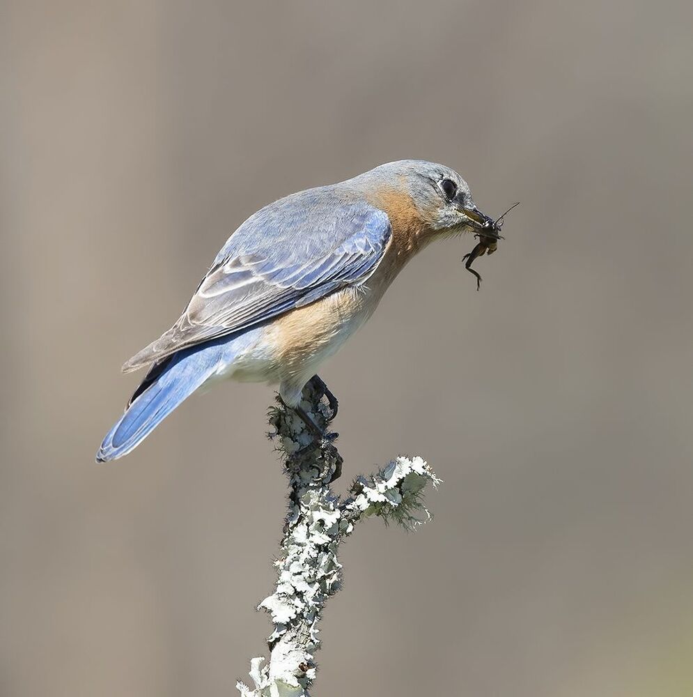 Восточная сиалия (самка) - Eastern Bluebird female