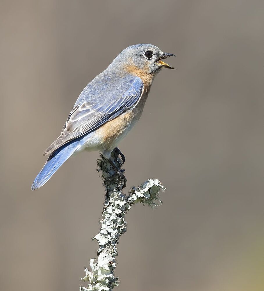 Восточная сиалия (самка) - Eastern Bluebird female