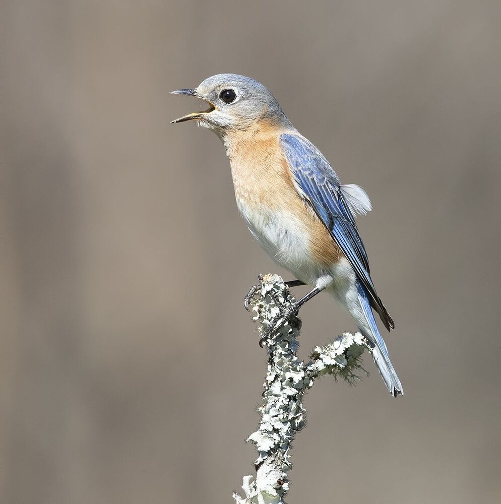 Восточная сиалия (самка) - Eastern Bluebird female