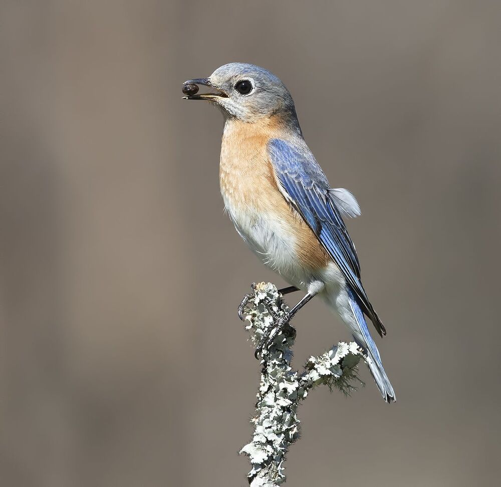 Восточная сиалия (самка) - Eastern Bluebird female