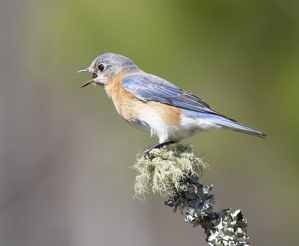 Восточная сиалия (самка) - Eastern Bluebird female