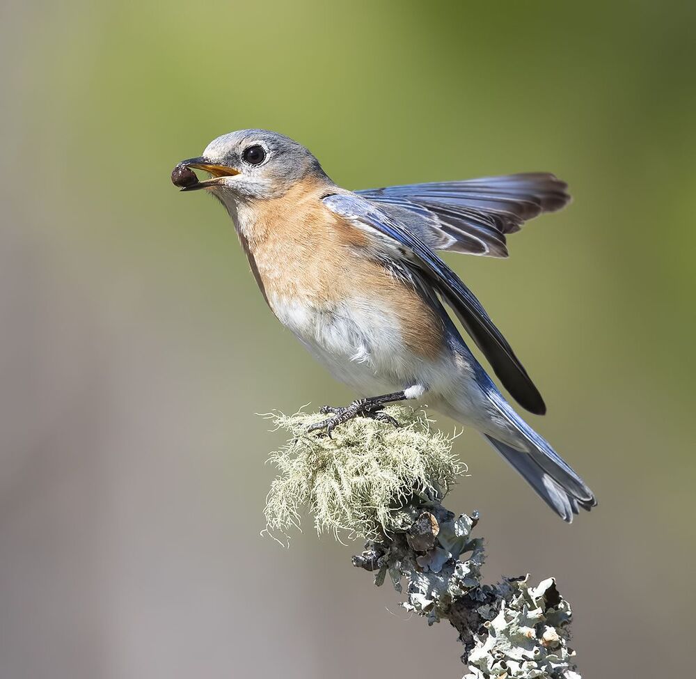 Восточная сиалия (самка) - Eastern Bluebird female