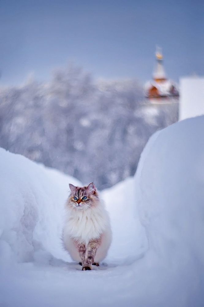 На дворе была зима