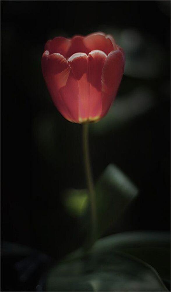 Nature..