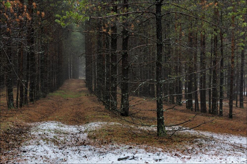 Первый снег в посадках