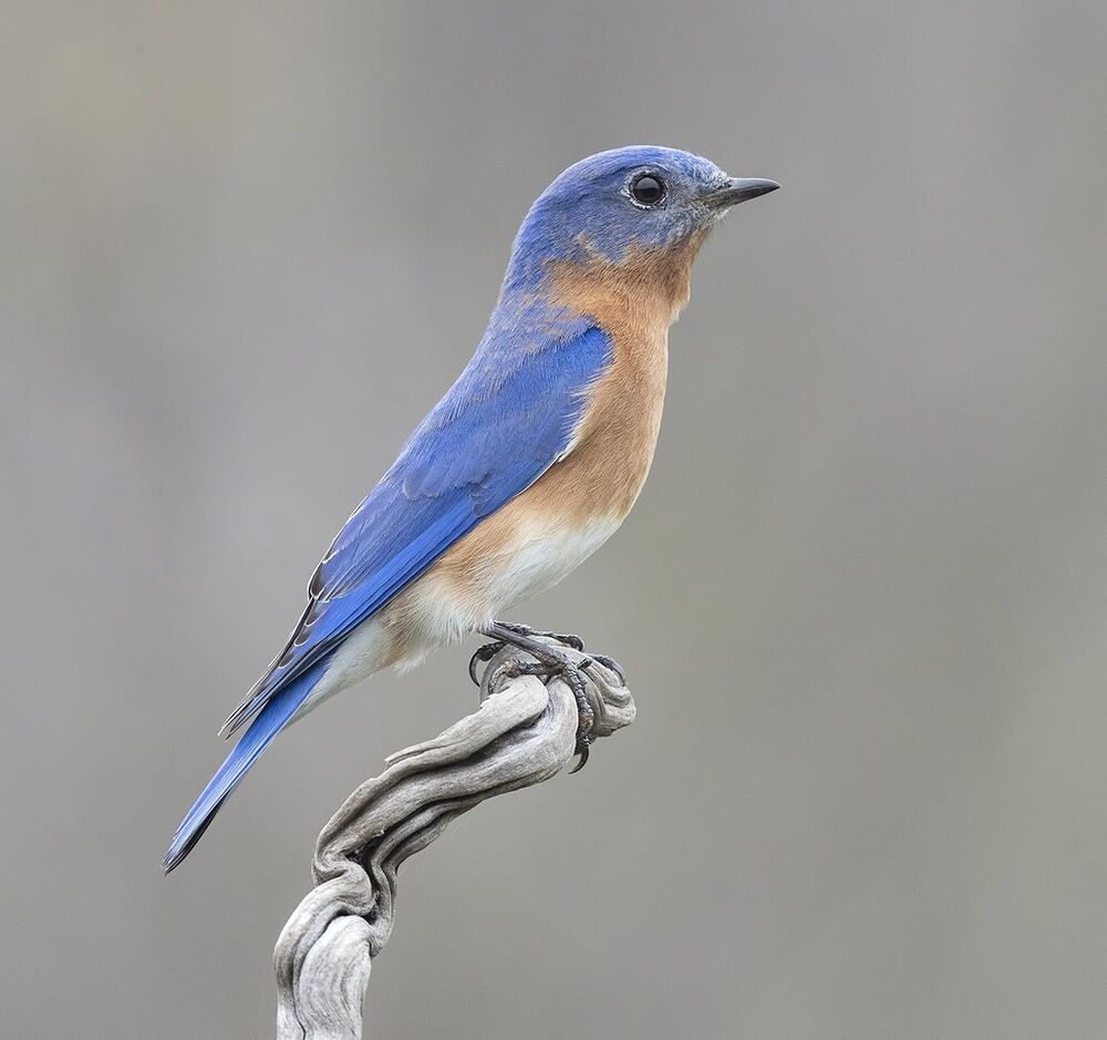 Восточная сиалия  пара - Eastern Bluebirds Male & Female