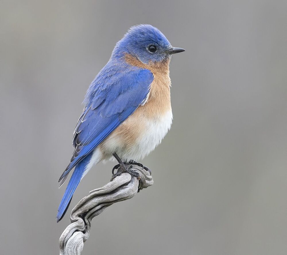 Восточная сиалия  пара - Eastern Bluebirds Male & Female