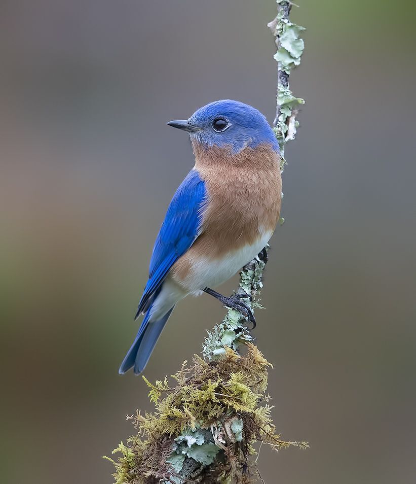 Восточная сиалия  пара - Eastern Bluebirds Male & Female
