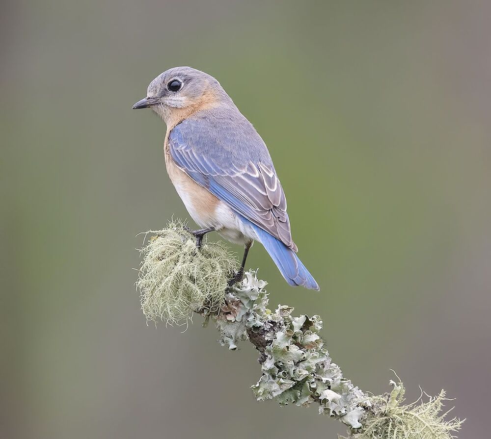 Восточная сиалия  пара - Eastern Bluebirds Male & Female