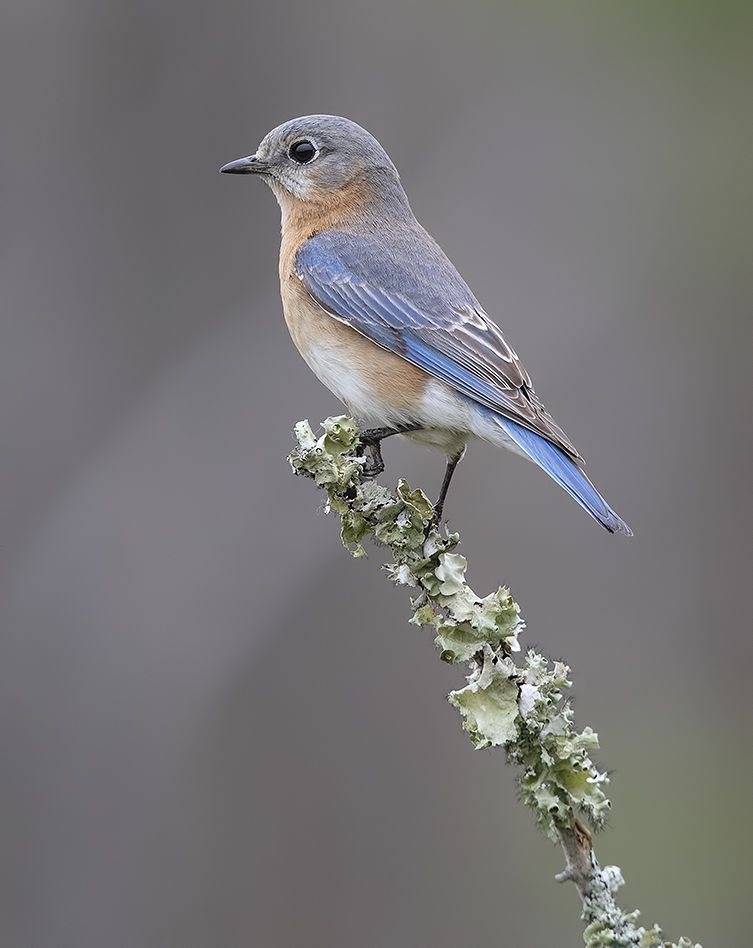 Восточная сиалия  пара - Eastern Bluebirds Male & Female