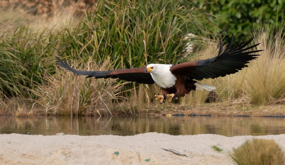 African Fish Eagle in action