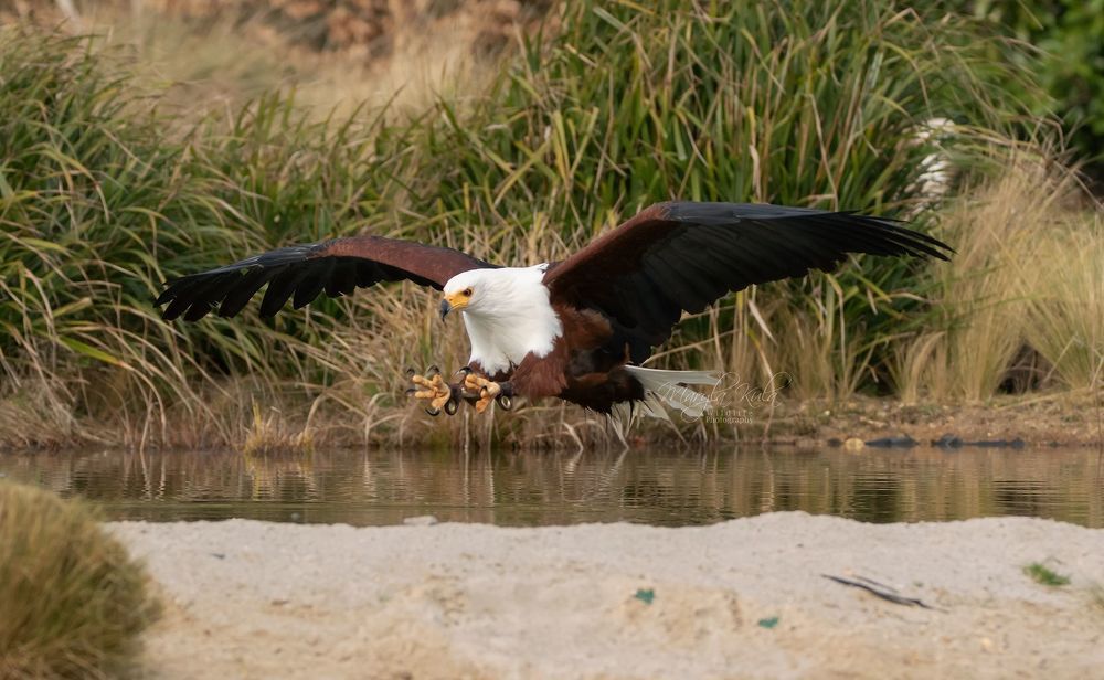 African Fish Eagle in action