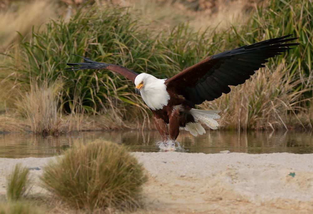 African Fish Eagle in action