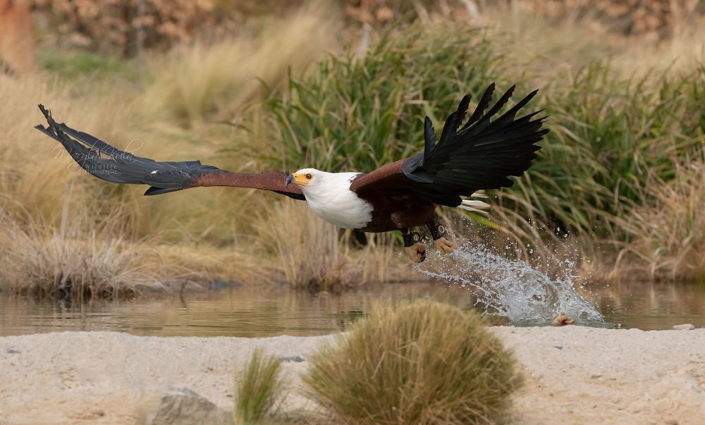 African Fish Eagle in action