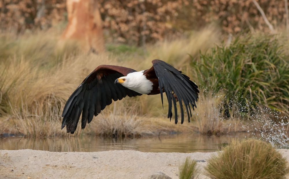African Fish Eagle in actionAf