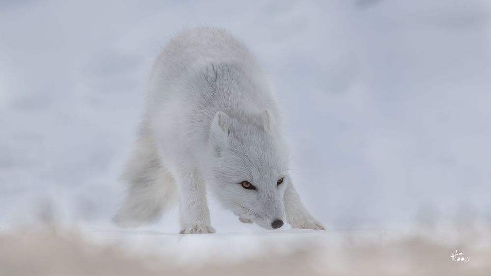Photo 1454907