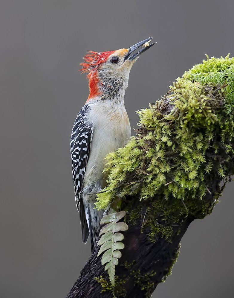 Мокрый дятел, Каролинский меланерпес -Red-bellied Woodpecker