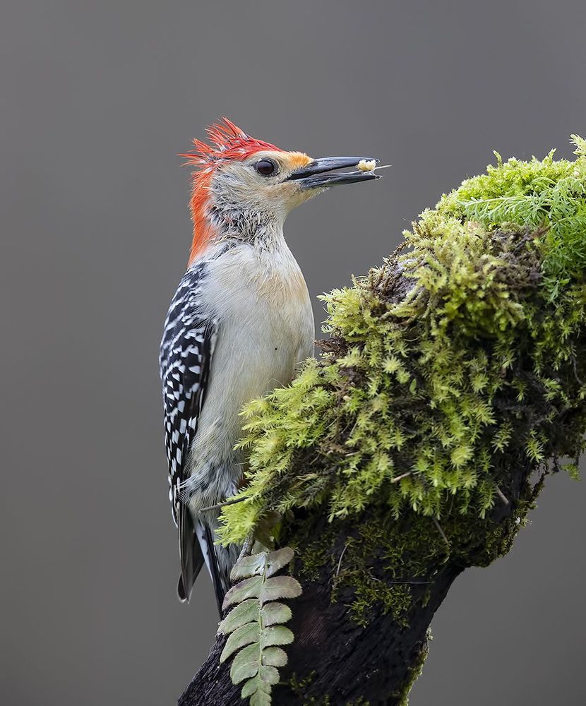 Мокрый дятел, Каролинский меланерпес -Red-bellied Woodpecker