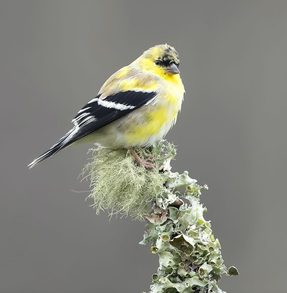 American Goldfinch - Американский чиж