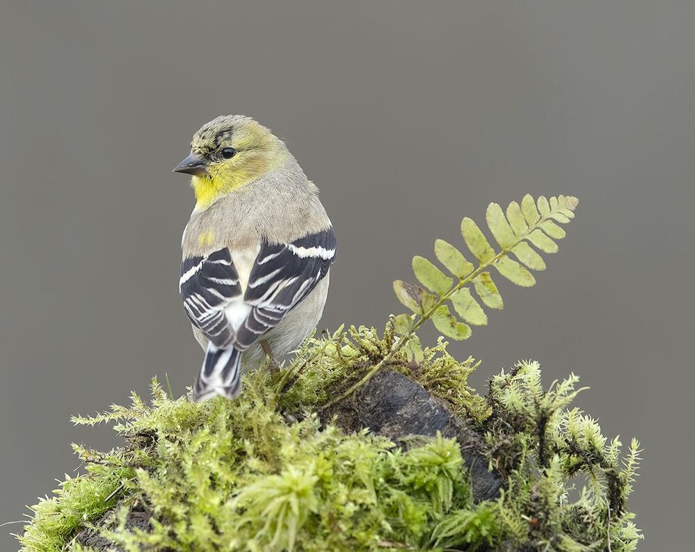 American Goldfinch - Американский чиж