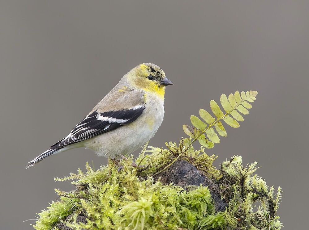 American Goldfinch - Американский чиж