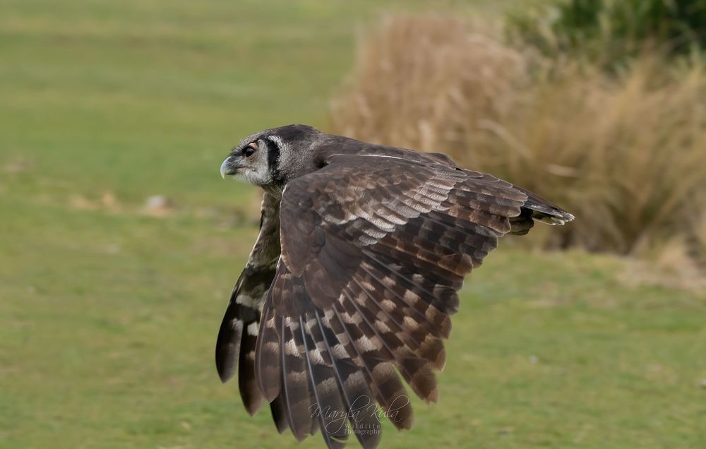 Milky Eagle Owl