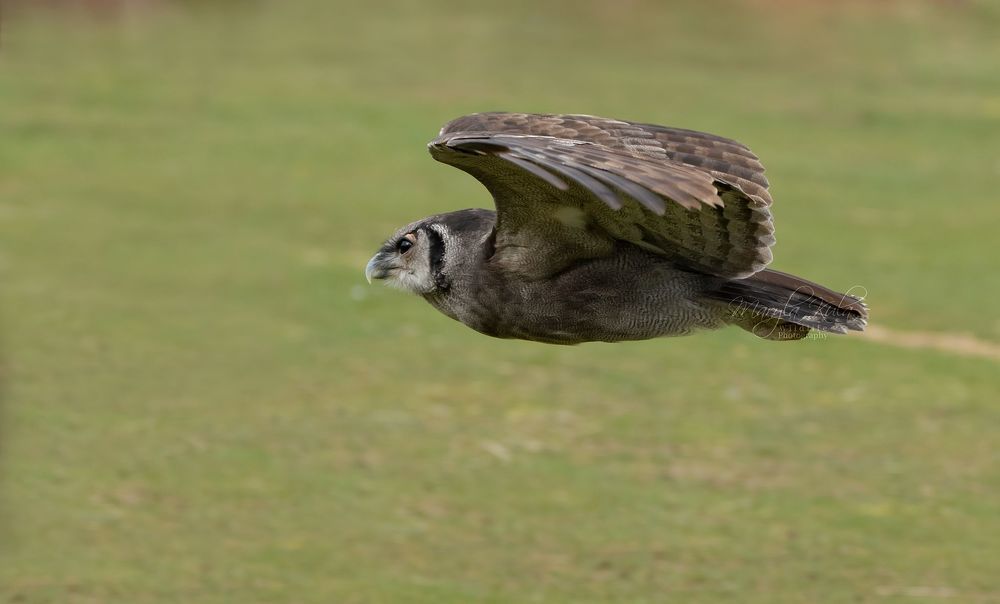 Milky Eagle Owl