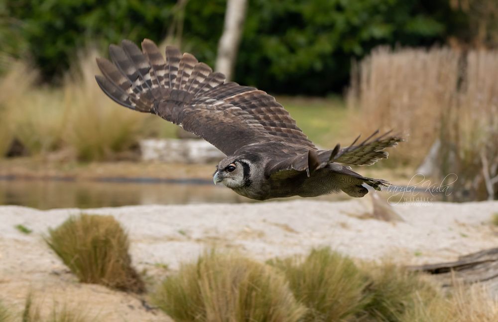 Milky Eagle Owl