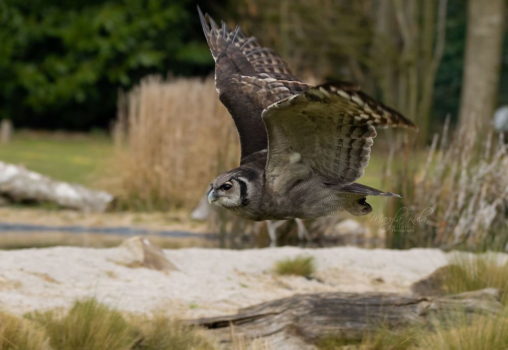 Milky Eagle Owl