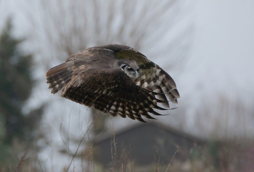 Milky Eagle Owl