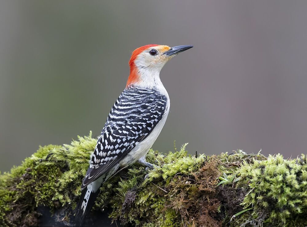 Дятел - Каролинский меланерпес - Red-bellied Woodpecker