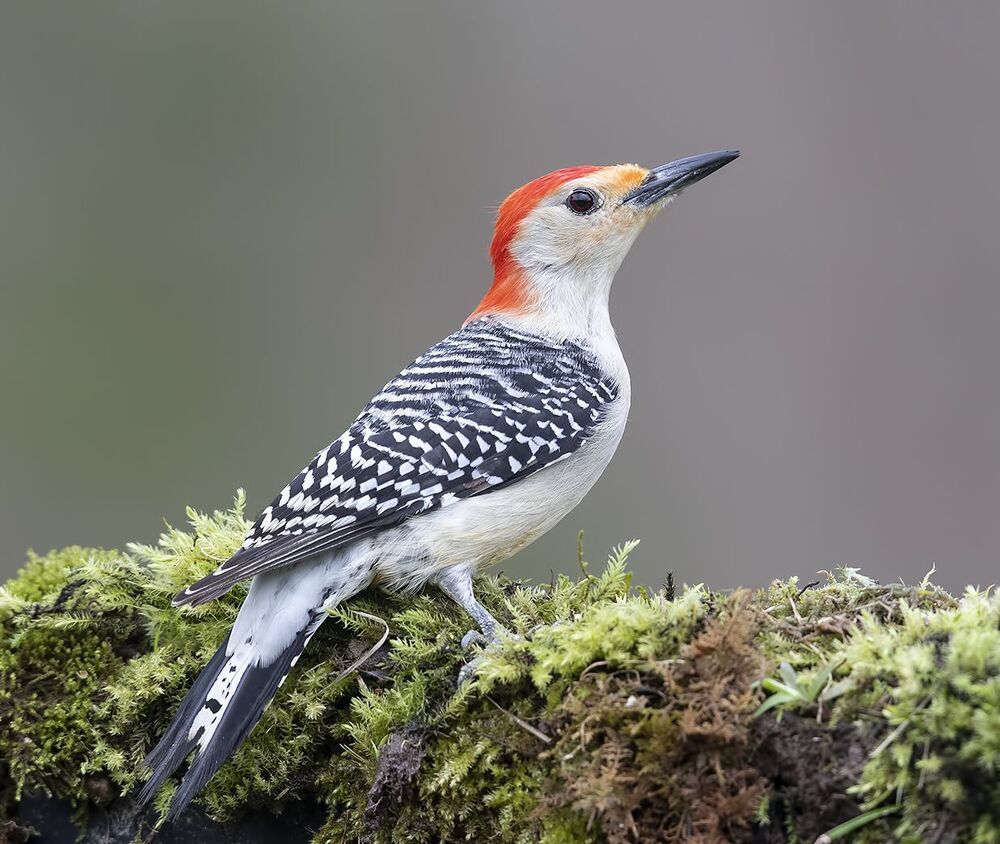 Дятел - Каролинский меланерпес - Red-bellied Woodpecker