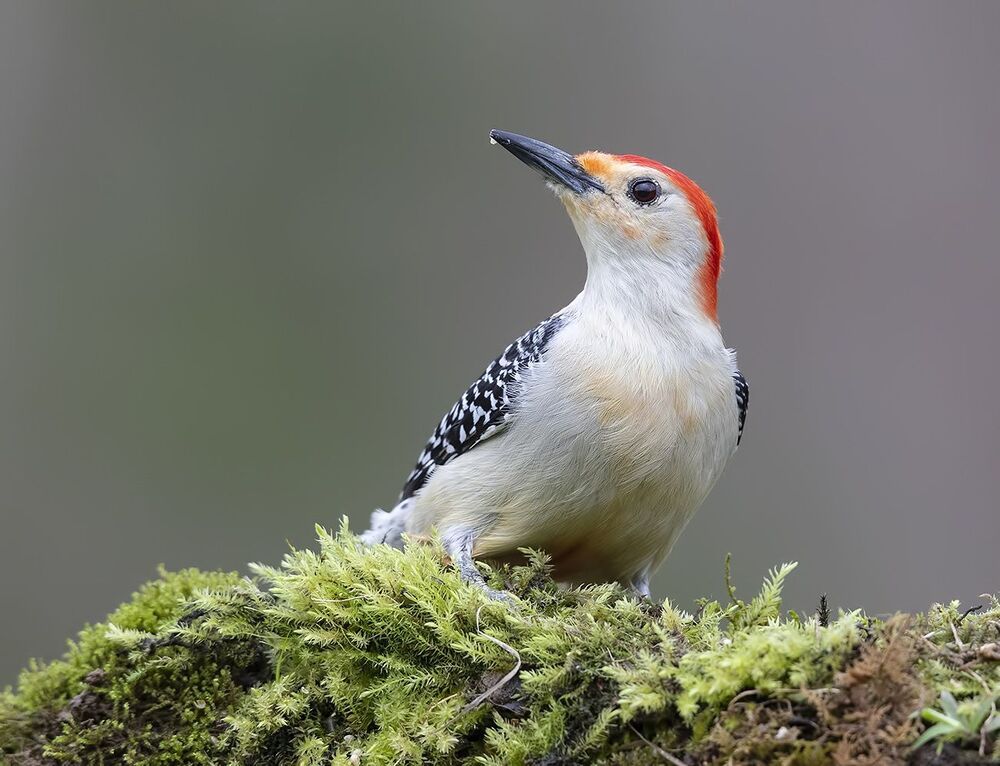 Дятел - Каролинский меланерпес - Red-bellied Woodpecker