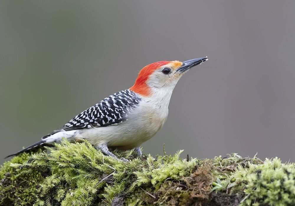 Дятел - Каролинский меланерпес - Red-bellied Woodpecker