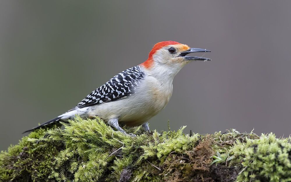 Дятел - Каролинский меланерпес - Red-bellied Woodpecker