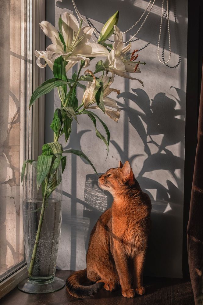 Коты и солнечная лилия