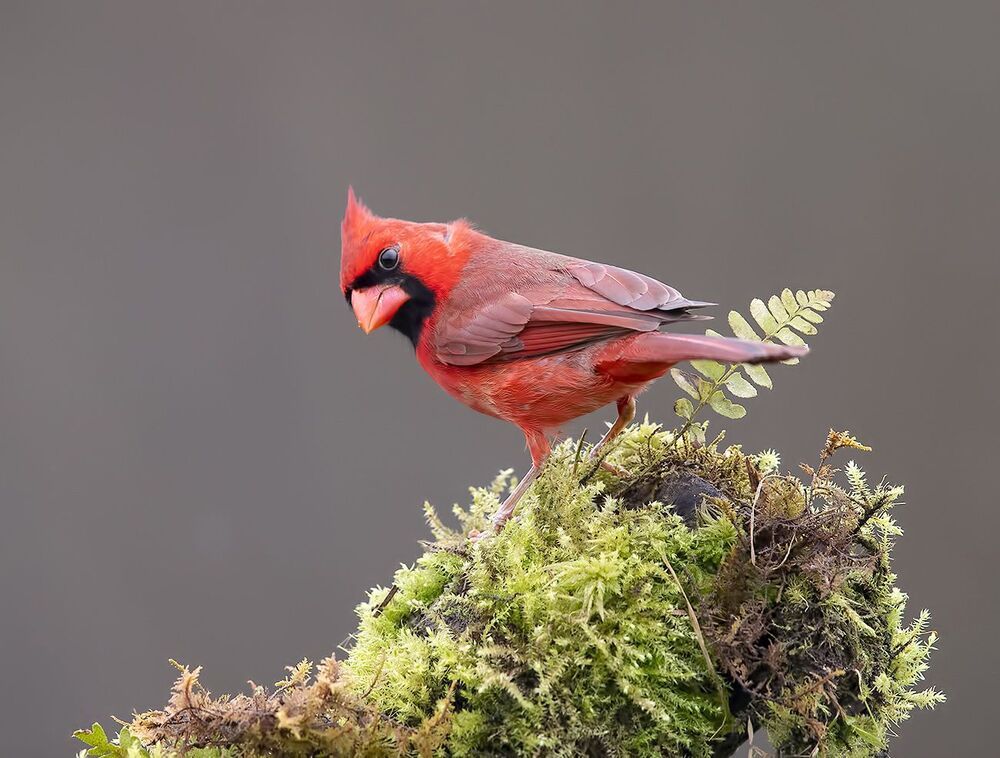 Красный кардинал (cамец) - Northern Cardinal (male)