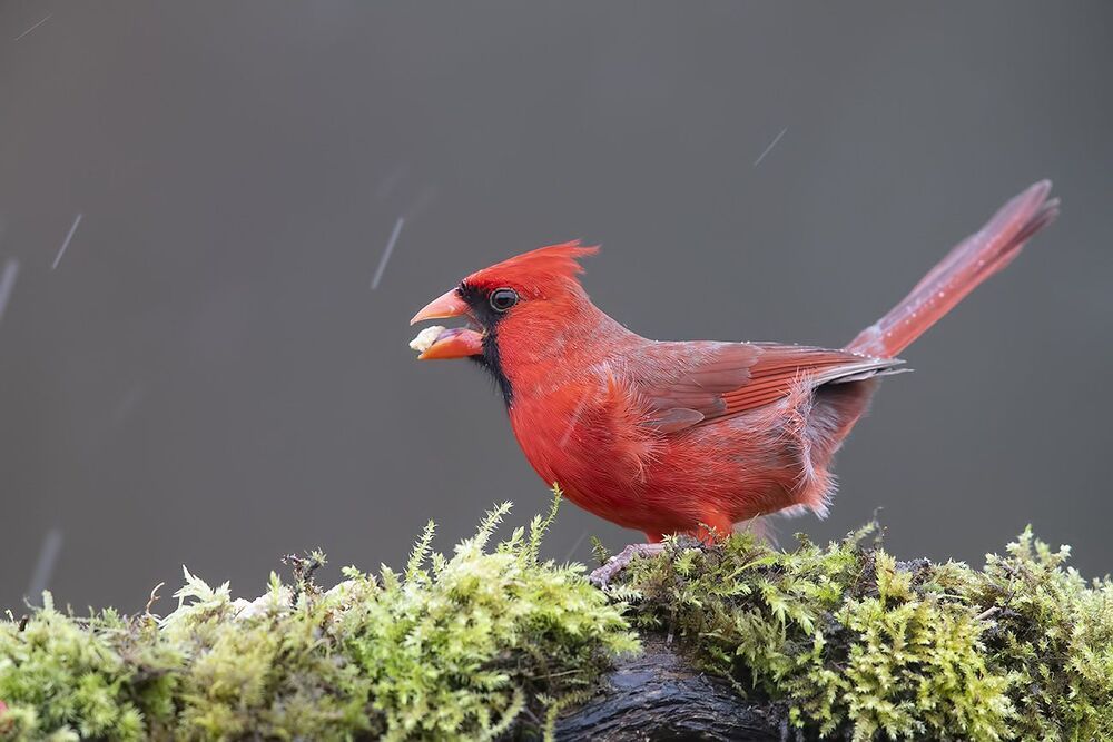 Красный кардинал (cамец) - Northern Cardinal (male)
