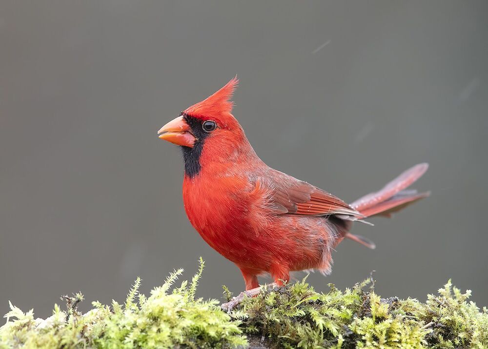 Красный кардинал (cамец) - Northern Cardinal (male)