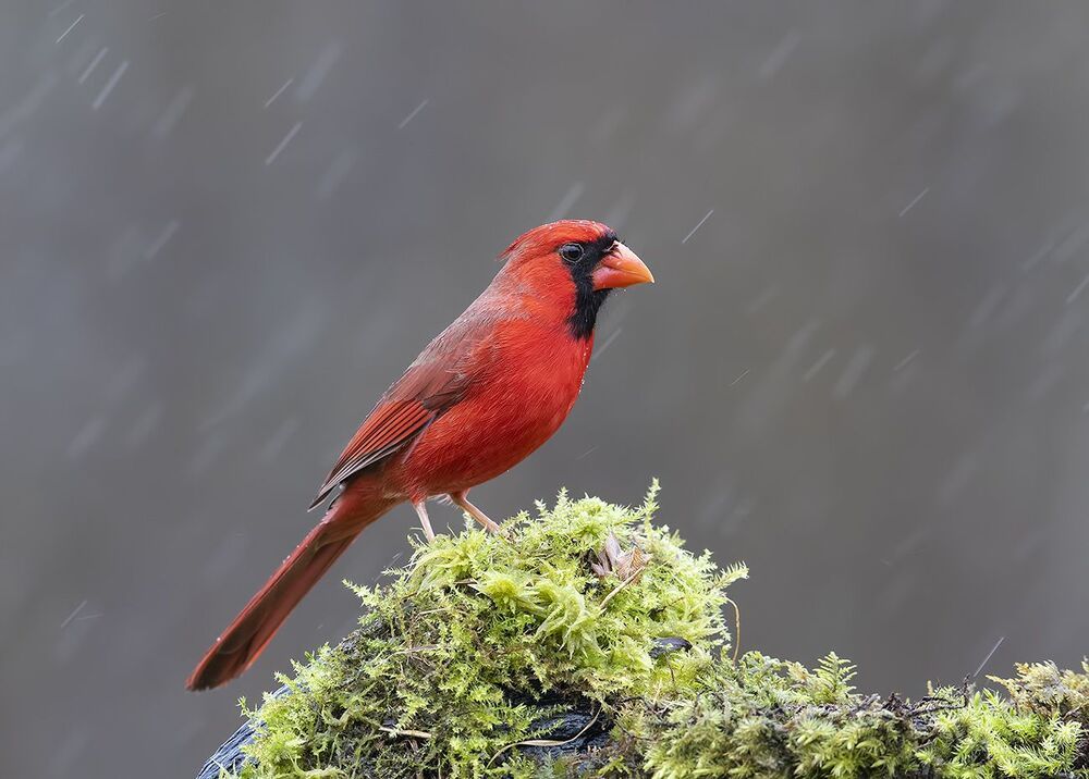 Красный кардинал (cамец) - Northern Cardinal (male)