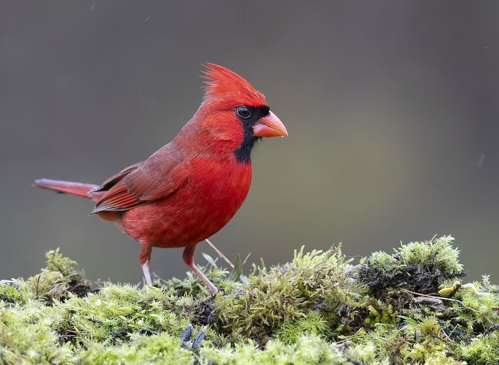 Красный кардинал (cамец) - Northern Cardinal (male)