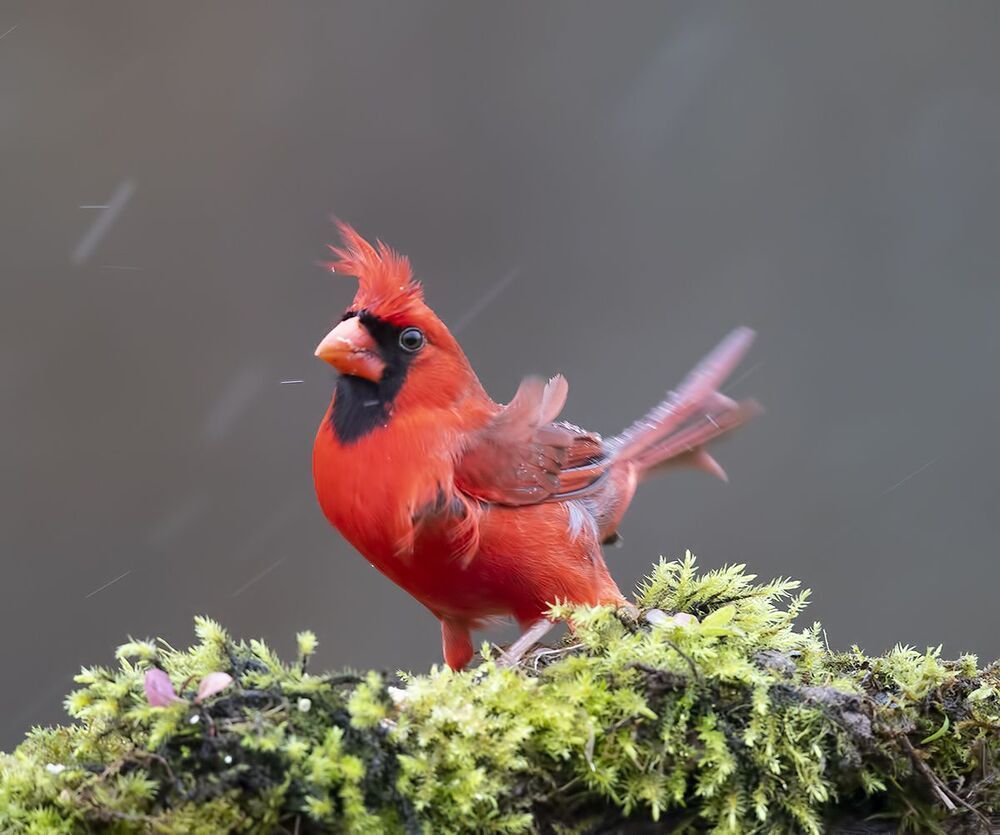 Красный кардинал (cамец) - Northern Cardinal (male)