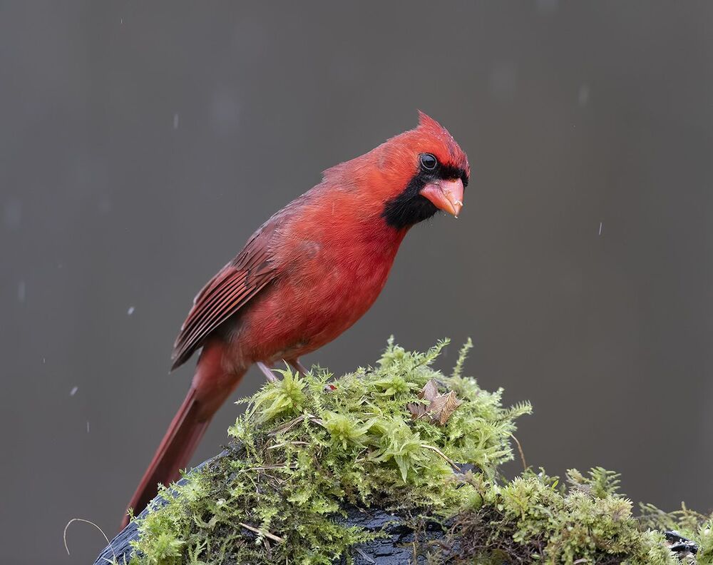 Красный кардинал (cамец) - Northern Cardinal (male)