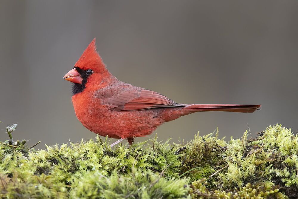 Красный кардинал (cамец) - Northern Cardinal (male)